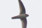 Australian Swiftlet (Aerodramus terrareginae)
